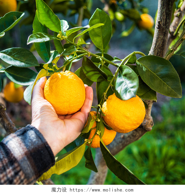采摘新鲜的橘子在柑橘林中采摘橙子的农民的手的特写。传统农业.